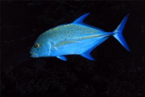 Bluefin Trevally taken in Hawaii with a Nikonos V, 35mm l... by John H. Fields 